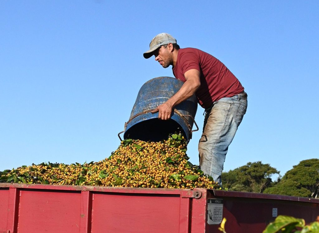 Man dumping coffee cherries into a truck bed.