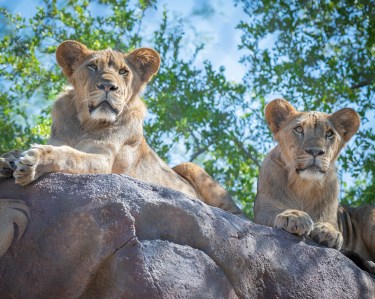 Phoenix Zoo lion cubs are all grown up and moving away