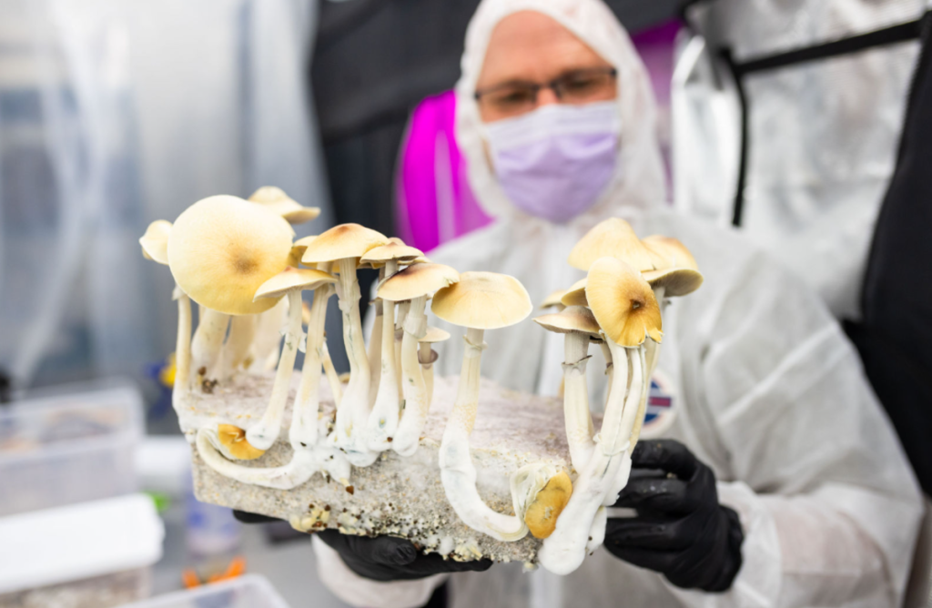 Shroom for improvement: The latest on Arizona's psilocybin trial
