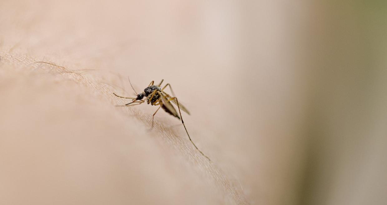 a mosquito biting someone's skin