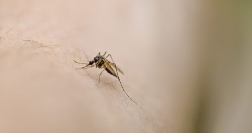 Readers blame mosquitoes on rain and, uh, Bill Gates