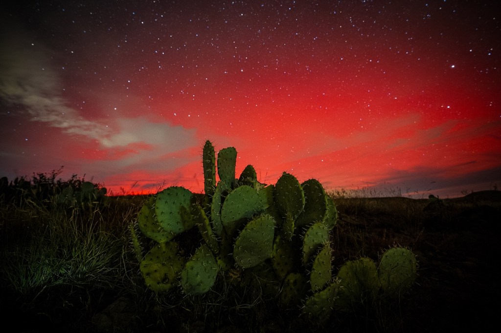 Prickly pear cactus in front of a night sky illuminated by the northern lights.