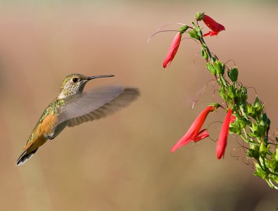 Free things to do in Phoenix this weekend