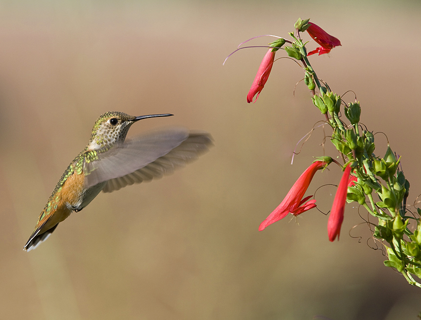 Free things to do in Phoenix this weekend