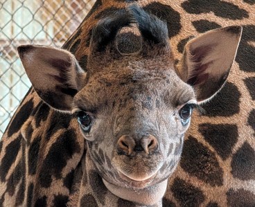 Vote now for the name of Phoenix Zoo's baby giraffe