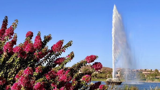 flowers in the foreground, a gushing fountain in a lake in the backgroundd