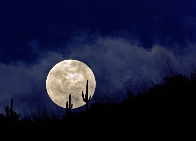 A full moon at night silhouetted by cactus.
