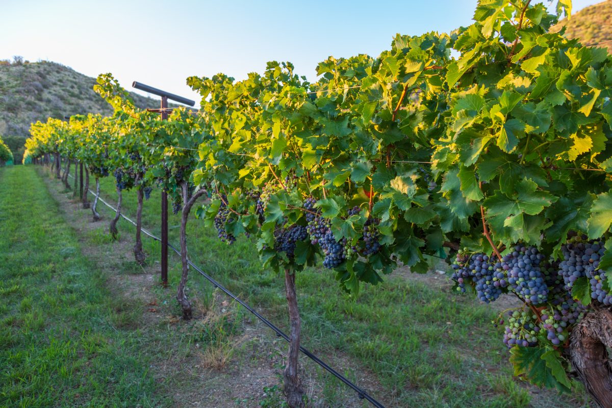 Arizona wine festival returns this weekend with new Valley home