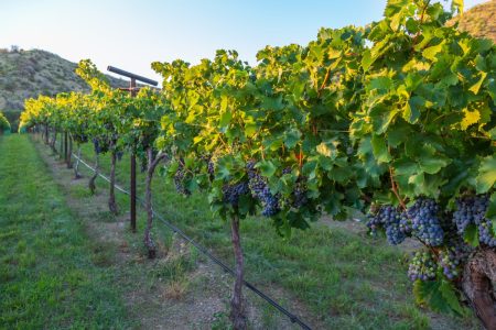 Arizona wine festival returns to Phoenix this weekend