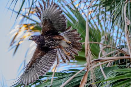 Birding-curious? Tips on how to take up bird-watching in Arizona