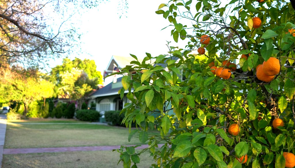 an orange tree in the yard of a home in phoenix