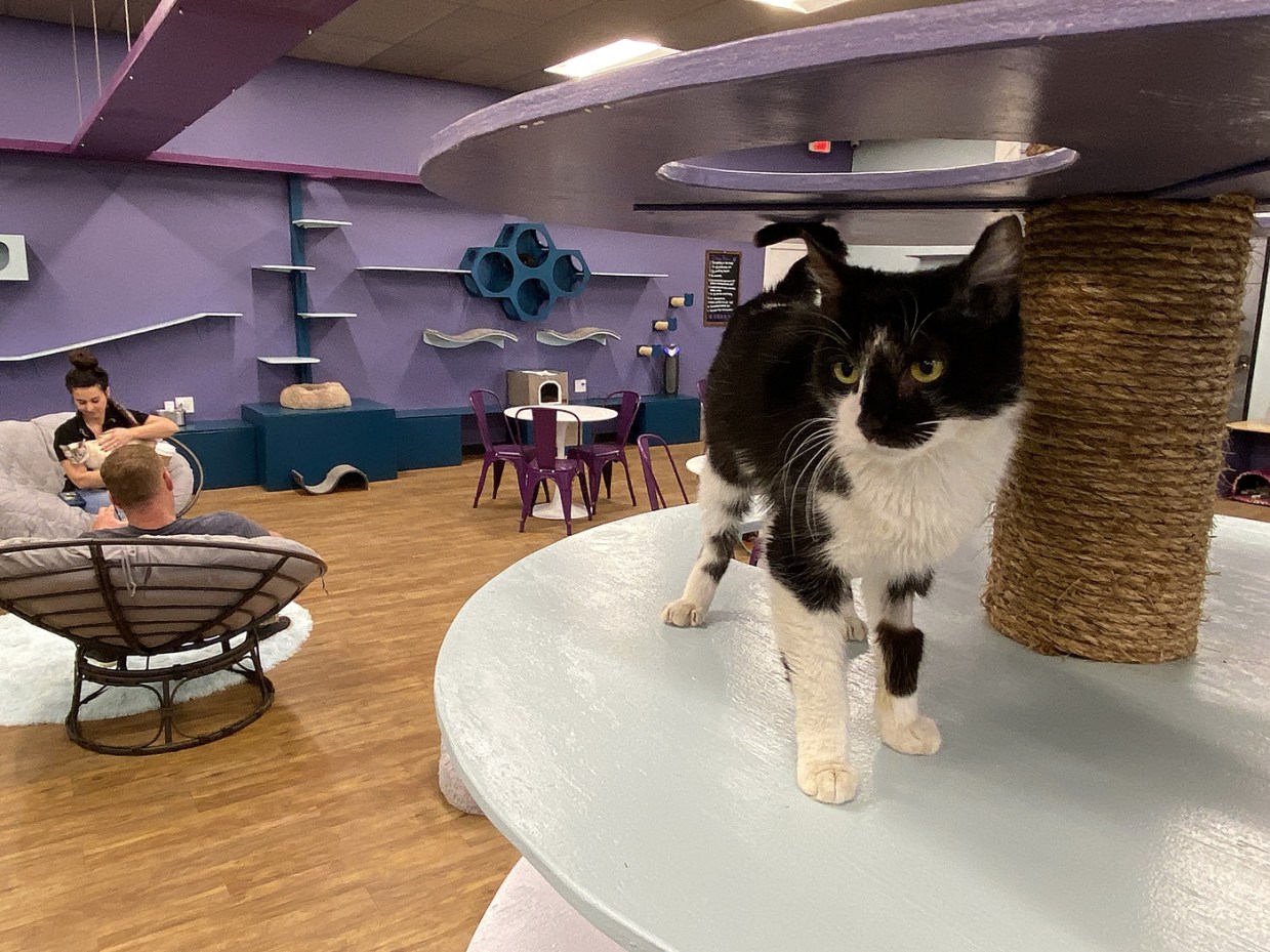 A black-and-white rescue cat stands on a shelf inside PHX Cat Cafe's north Phoenix location.