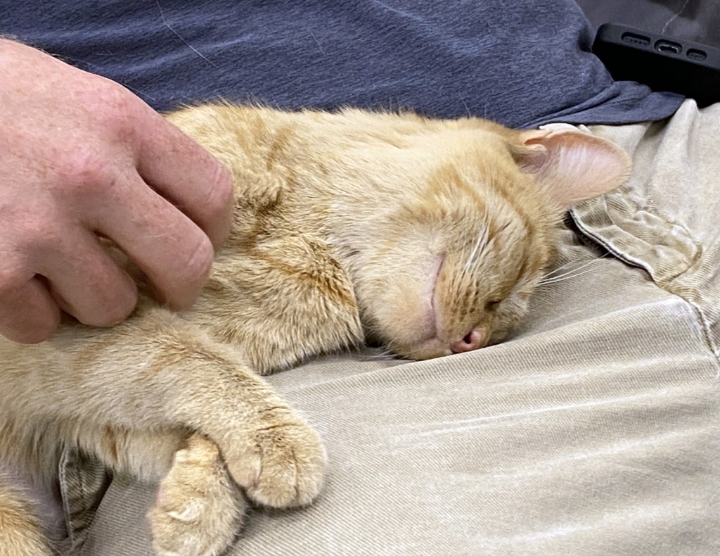 An orange tabby cat curled up on the lap of a patron of the PHX Cat Cafe in north Phoenix.