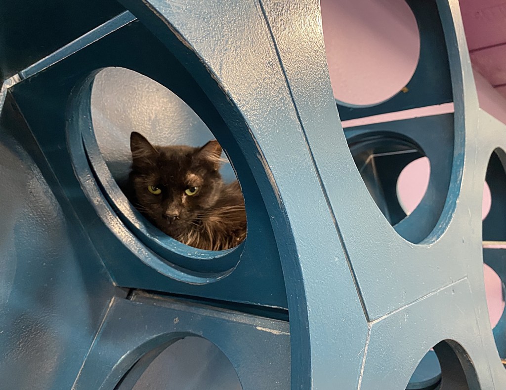 A black longhaired cat peeks out from a shelf at the PHX Cat Cafe in north Phoenix.