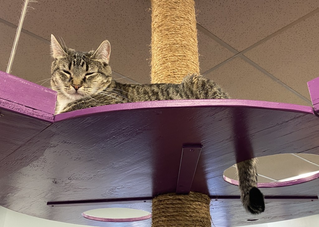 A sleepy cat perches on a catwalk inside PHX Cat Cafe in north Phoenix.