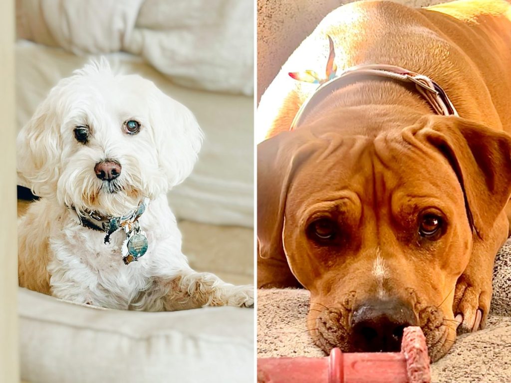 Two dogs, a white cockapoo and pit bull mix.