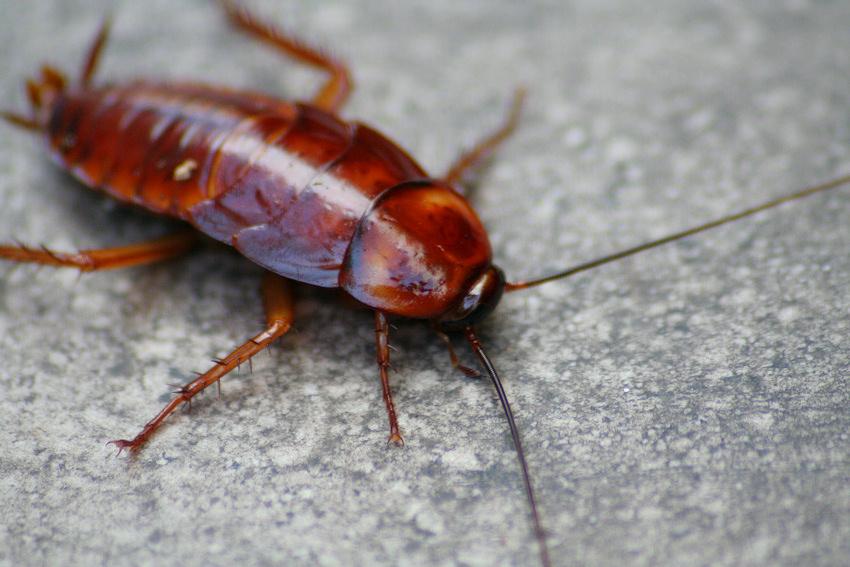 Cockroaches, flies, mold: The worst Phoenix restaurant inspections of June