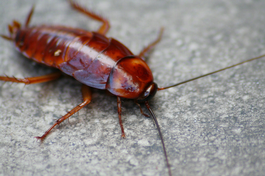 Roaches and mold: The 11 worst Phoenix restaurant inspections in April