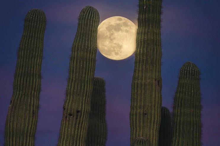 Full moon shining between several saguaro cacti against the night sky in Arizona.