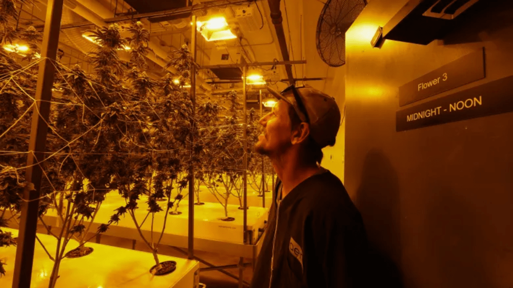 Inside a Phoenix company that grows weed without any seeds or soil