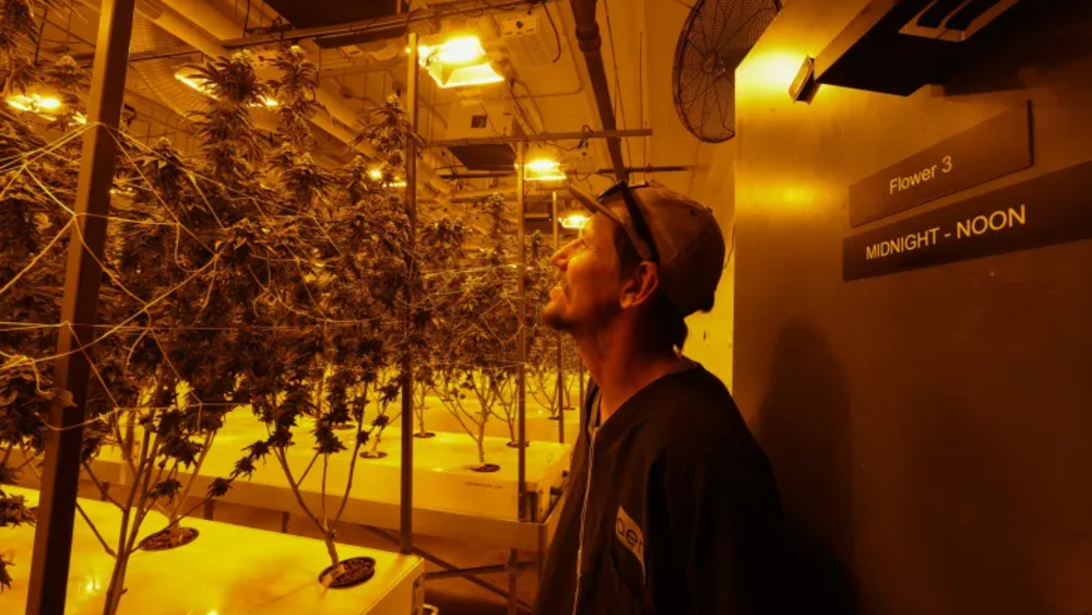 Chuck Krammer, flower manager at Aeriz, checks plants ready for harvest in the summer seasonal light room in their Phoenix growing facility on June 4, 2026.
