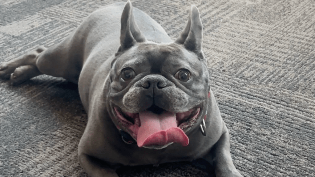 Phoenix's newest public information officer is a French bulldog