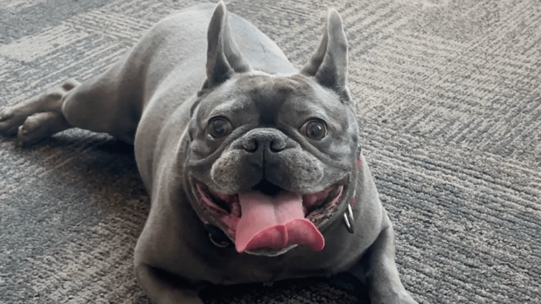 a gray french bulldog named oso