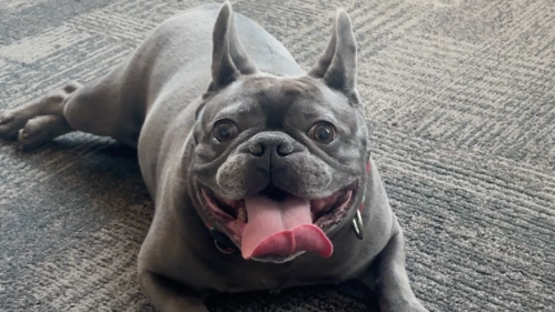 Phoenix's newest public information officer is a dog