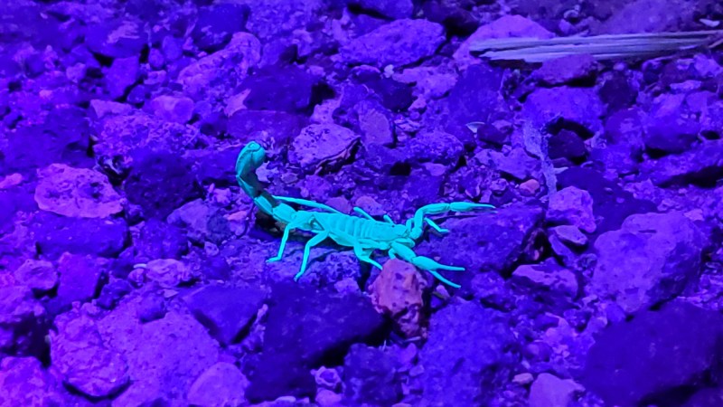 Will a heavy Phoenix monsoon create a 'perfect storm' for scorpions?