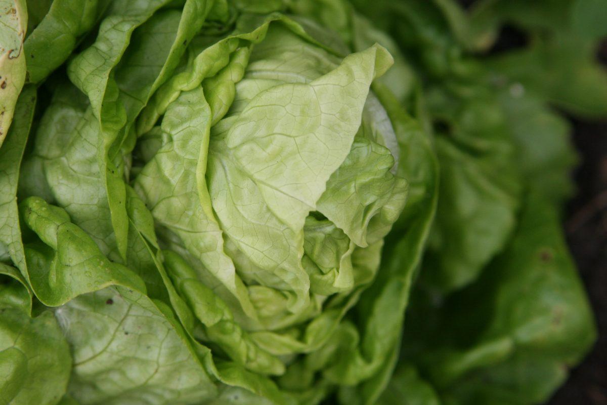 Should you wash your prewashed lettuce?