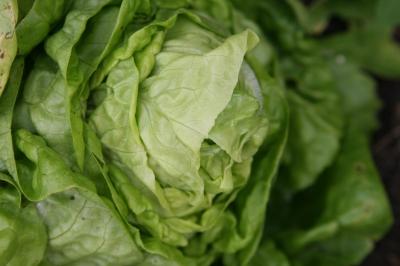 Should you wash your prewashed lettuce?