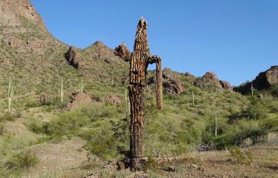 Here's what's threatening Arizona's saguaro cacti