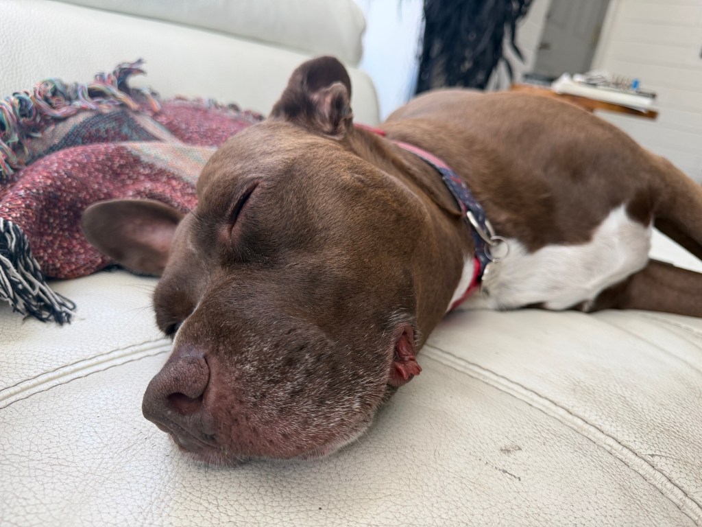 A dog sleeps on a couch