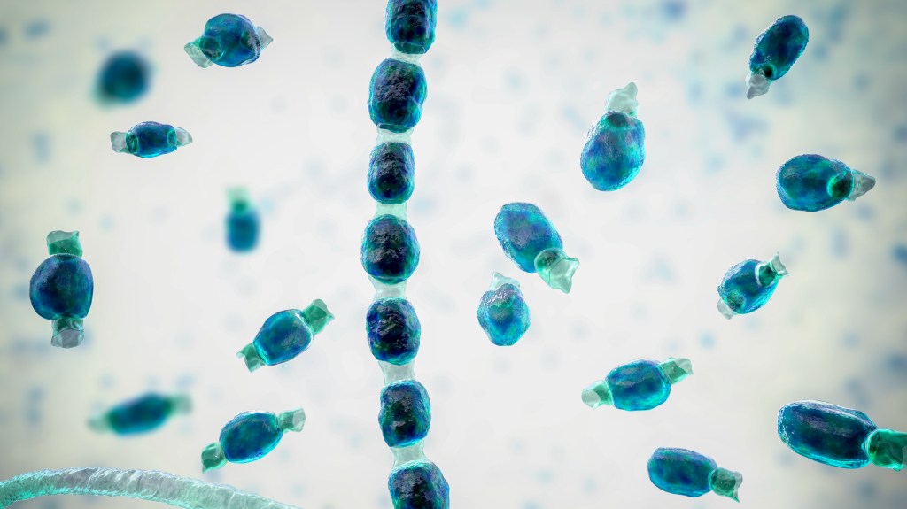 Illustration of thick-walled arthroconidia and arthrospores from the fungus Coccidioides immitis. This fungus is found in desert and semi-arid regions, and is endemic to south-western USA, Mexico and South America. C. immitis is the causative agent of coccidioidomycosis, also known as valley fever. The route of infection is almost always pulmonary, by inhalation of the spores. Agricultural workers are particularly at risk. Symptoms include a cough, chest pain, fever, rash and fatigue. Treatment is by antibiotic and antifungal drugs.