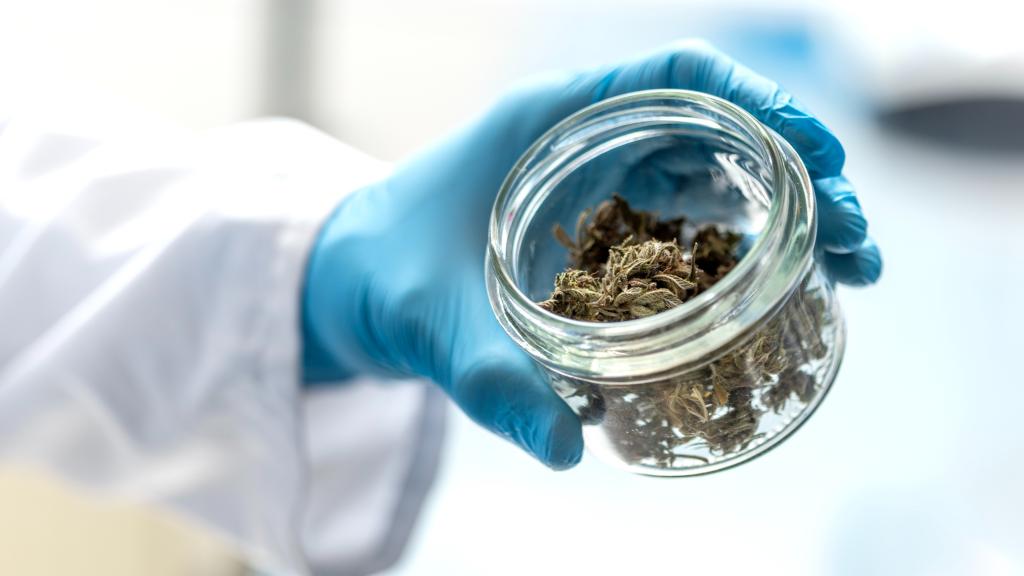 a gloved hand holding weed nuggets in a jar