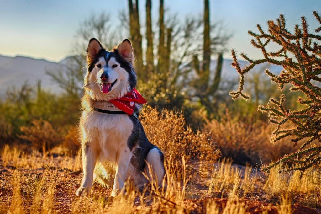 a dog stands alert as late-day sun illuminates desert grasses and cacti nearby