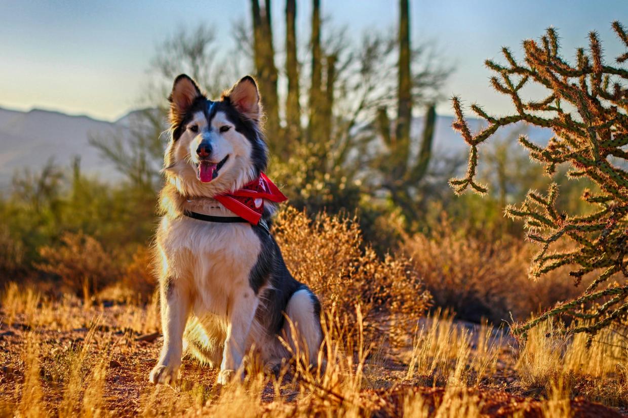 a dog stands alert as late-day sun illuminates desert grasses and cacti nearby