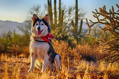 Dogs in Arizona get sick from valley fever too