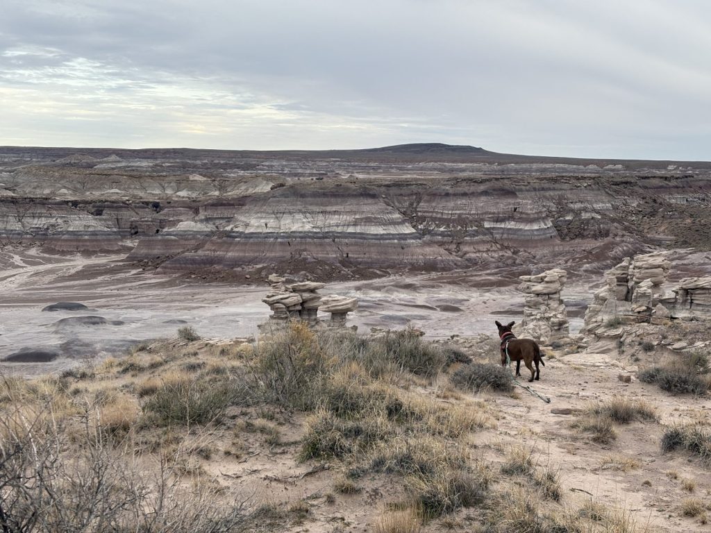a dog looks out across petrified forest national park