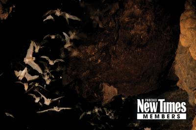 Join Phoenix New Times for members-only bat event