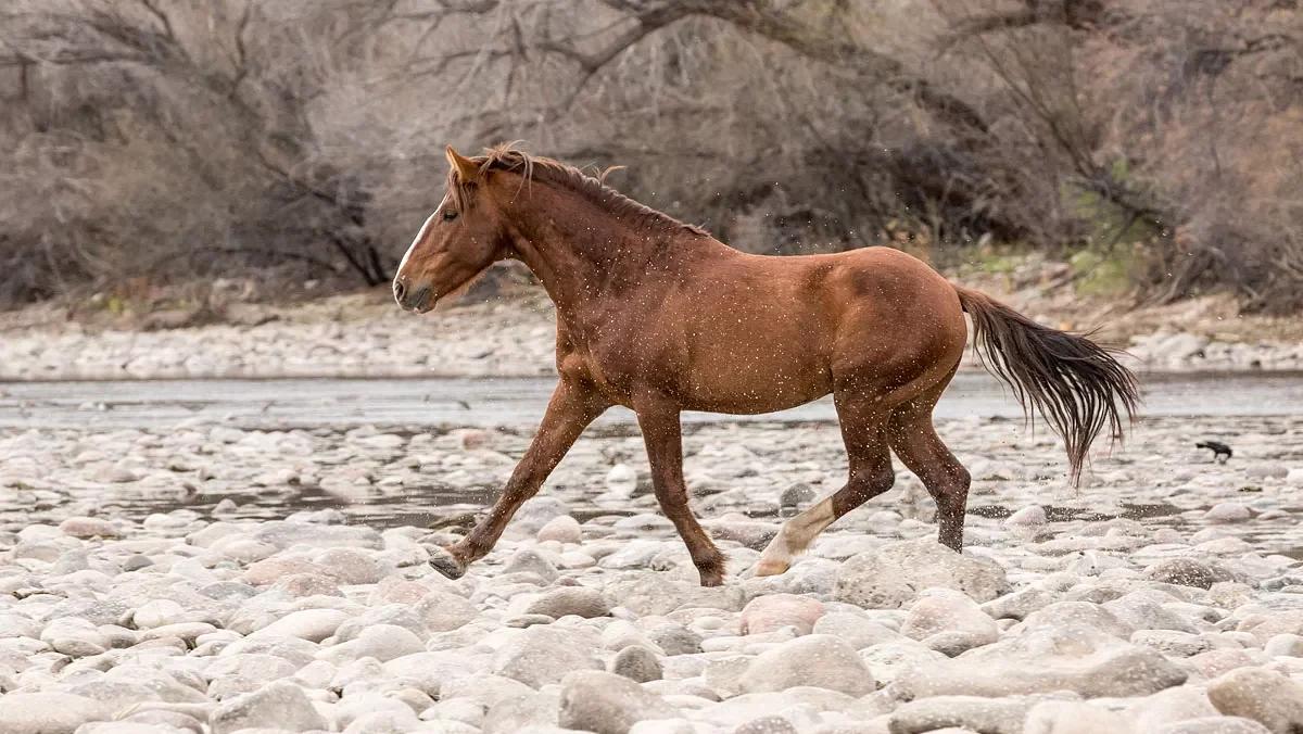 a brown horse running on the sand