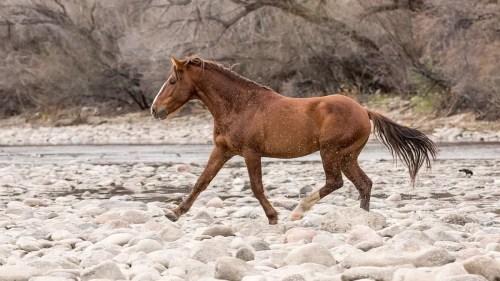 GOP bill would halt removal of Salt River horses