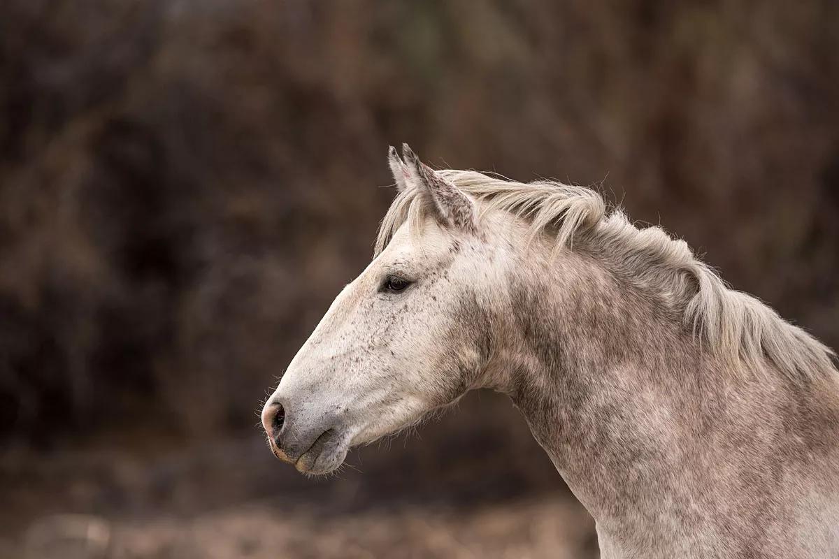 a white wild horse
