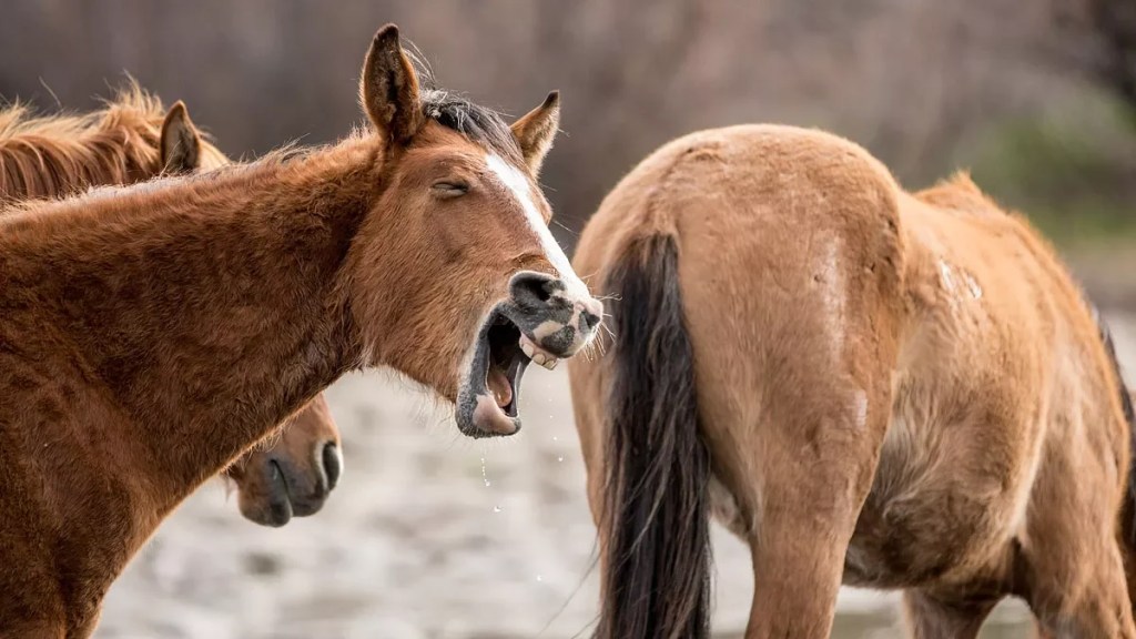 a horse brays