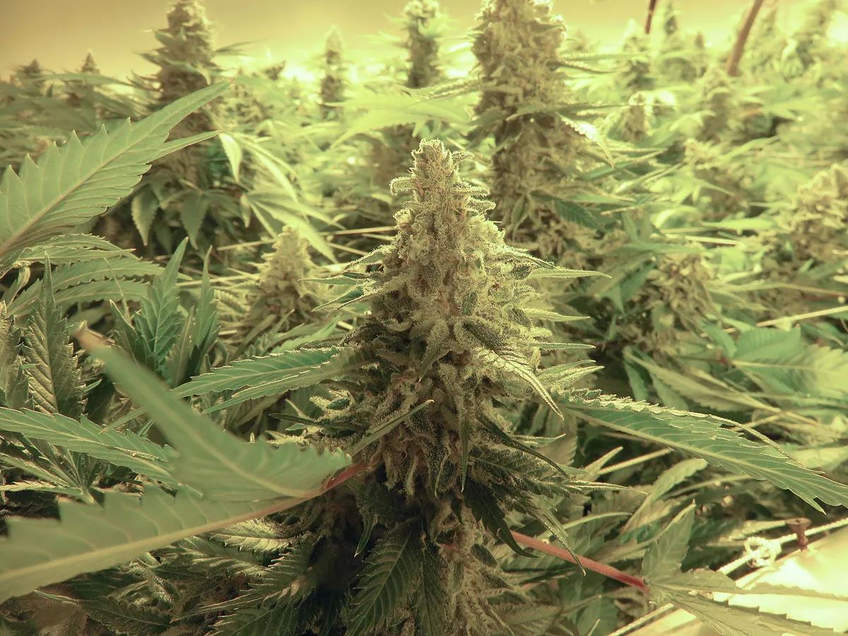 Medical-Marijuana Firms Blowing Off Maricopa County Assessor’s Tax Warning