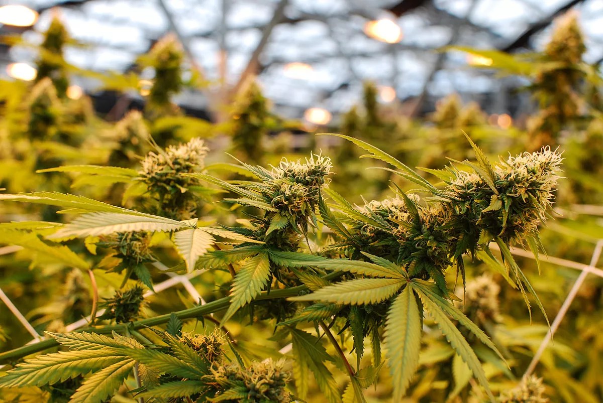 Arizona Appeals Court: Medical Marijuana on College Campuses Is Not a Crime