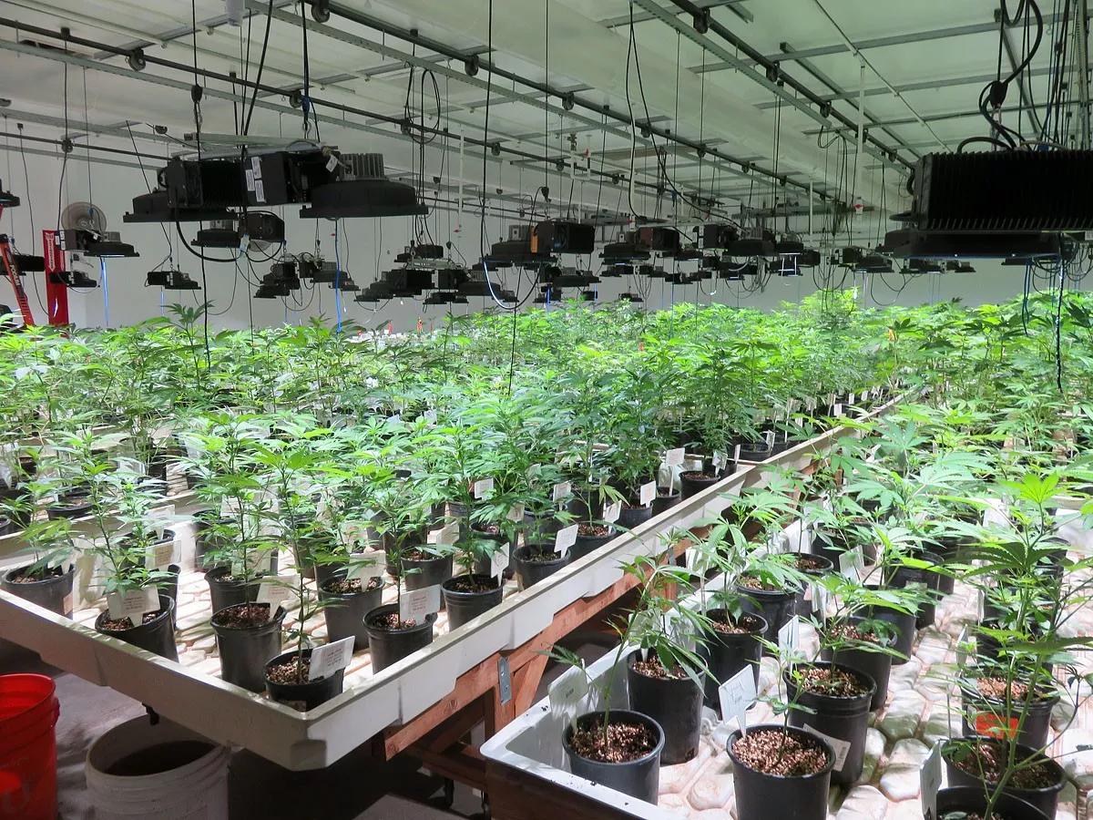State Should Ease Rules on Medical Marijuana Exams and Deliveries, Advocates Say