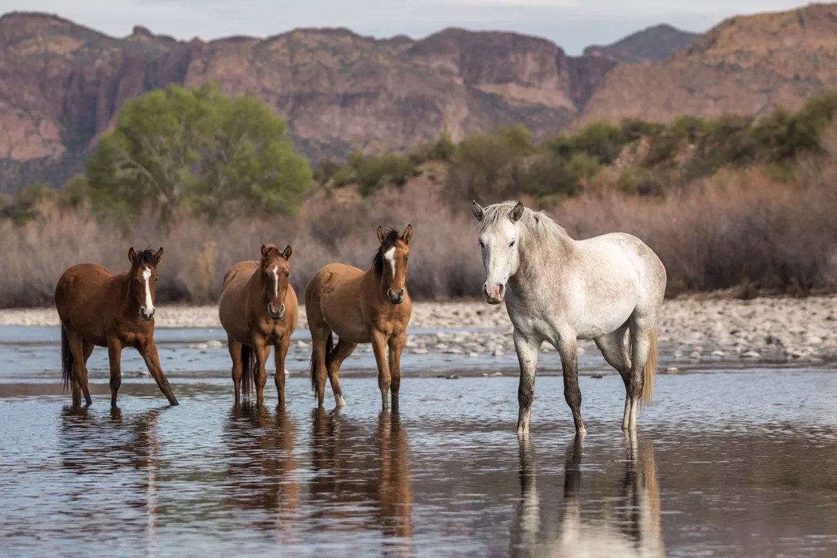Arizona Approves Deal: Feds Can’t Drag Wild Horses Away From Salt River