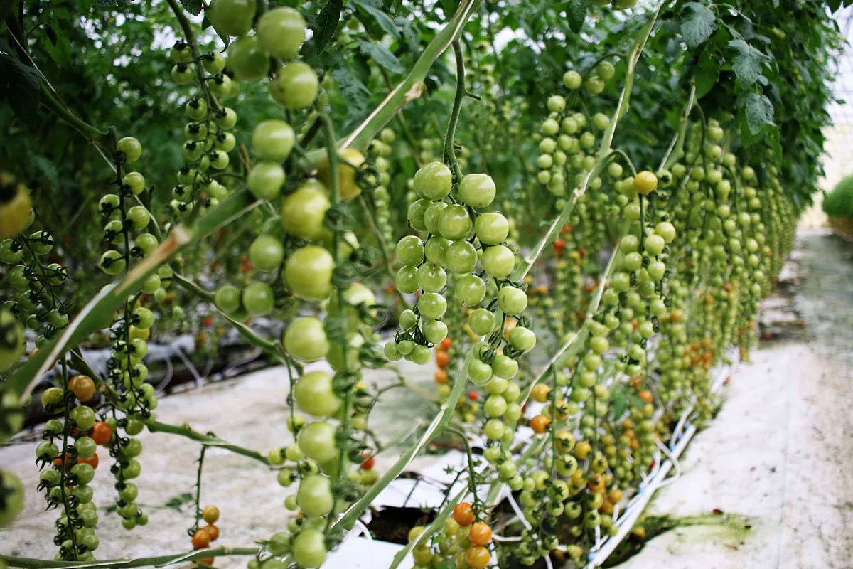 South Phoenix’s Abby Lee Farms Is Looking to Grow the Market for Local Tomatoes