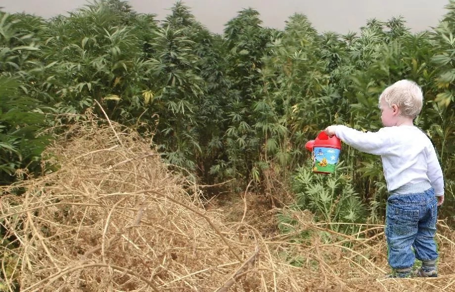 Safer Arizona Fixes Marijuana-Legalization Initiative, Adds Protections for Kids